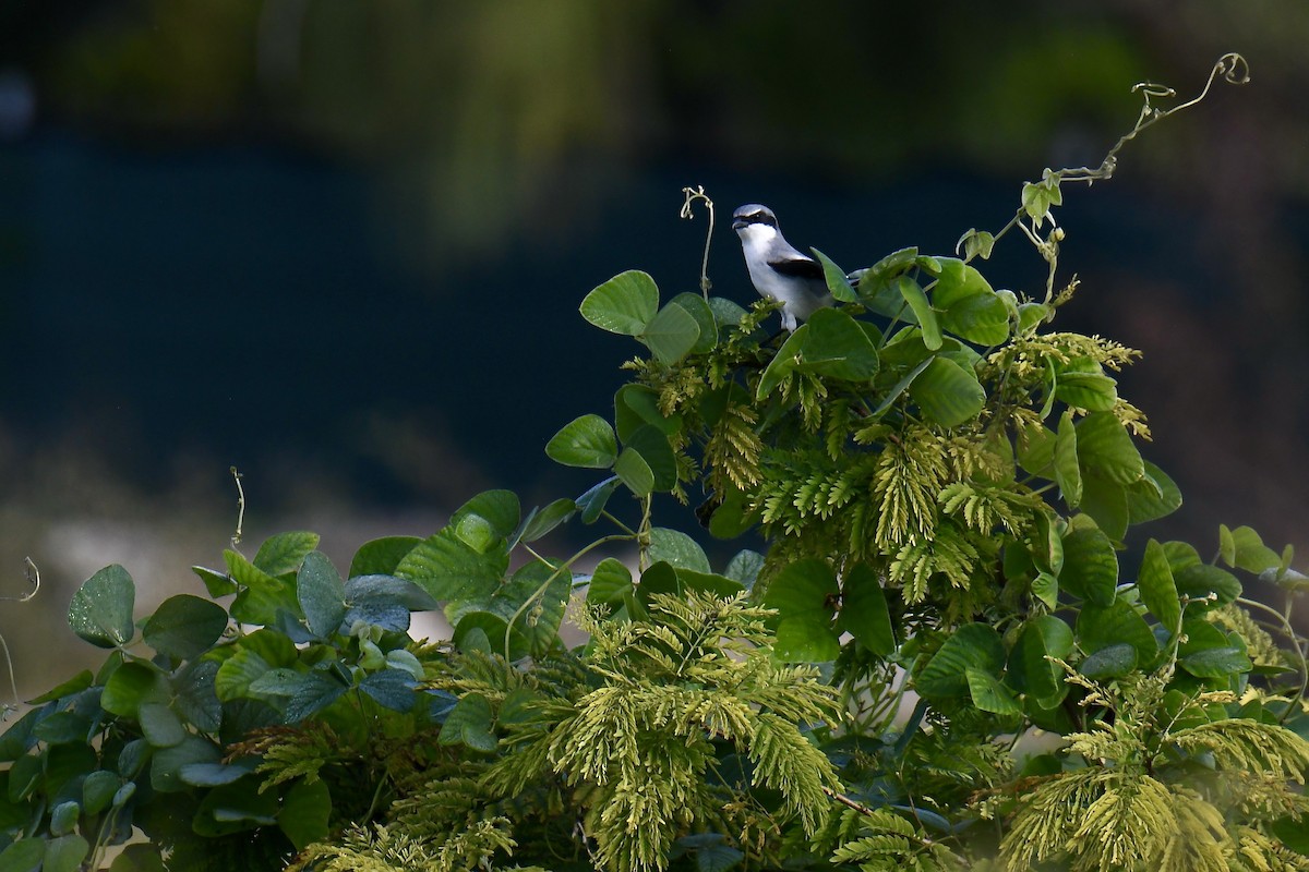 amerikavarsler - ML645331988