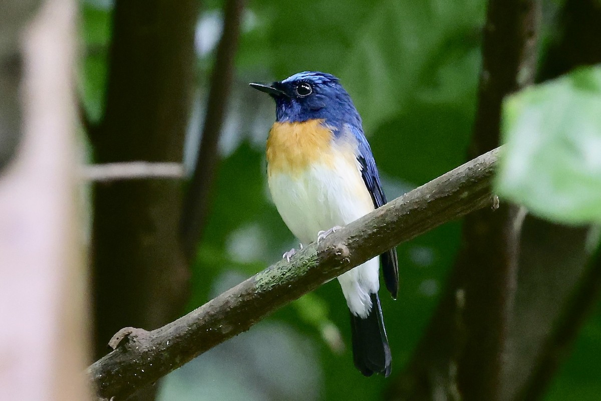 nymfefluesnapper - ML645331989