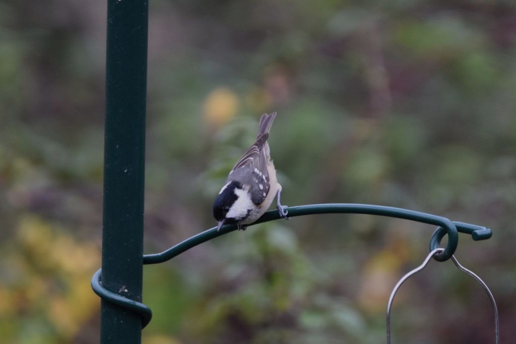 svartmeis - ML645331990