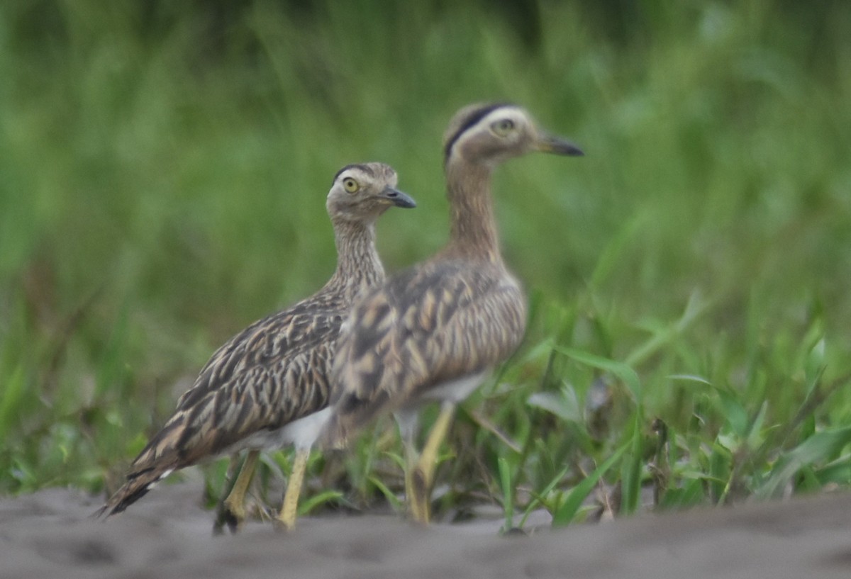 amerikatriel - ML645331991