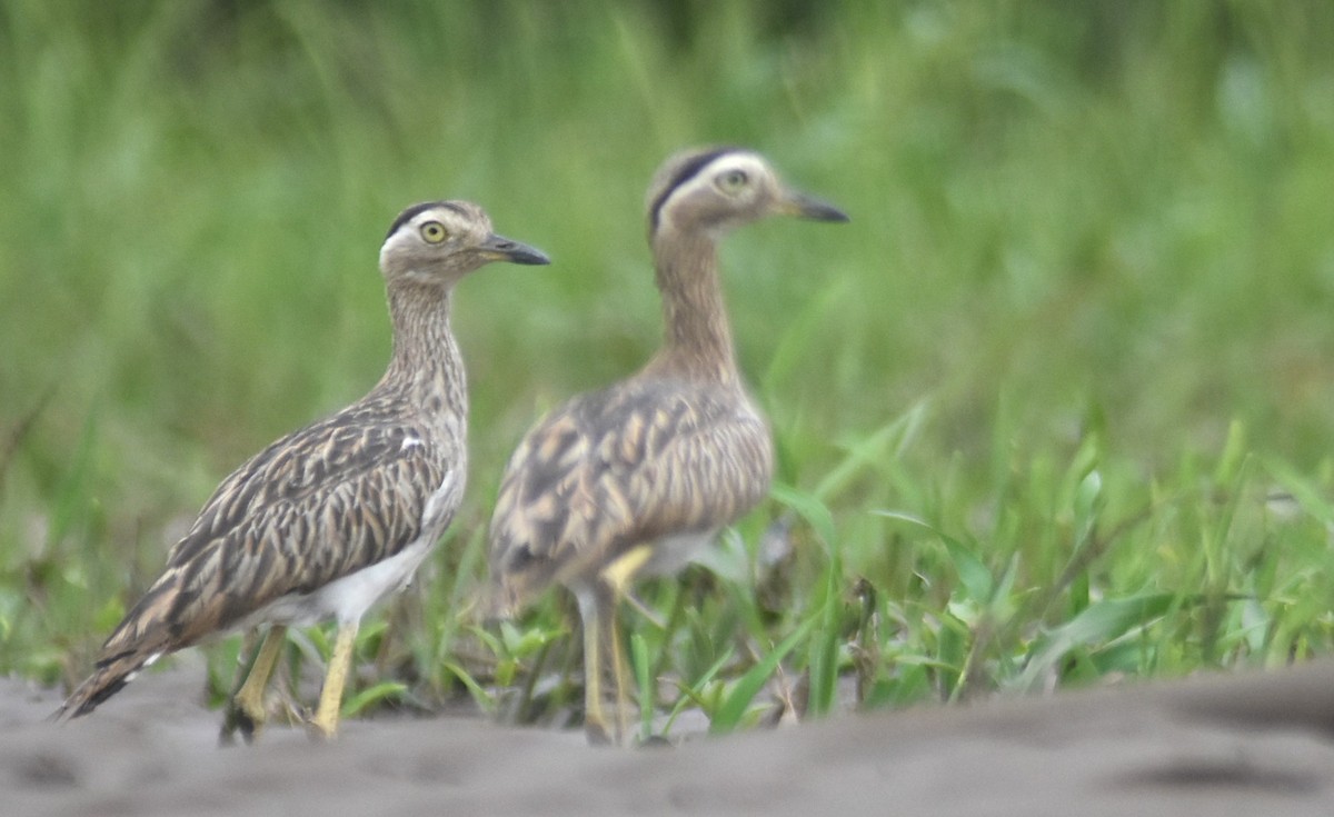 amerikatriel - ML645331992