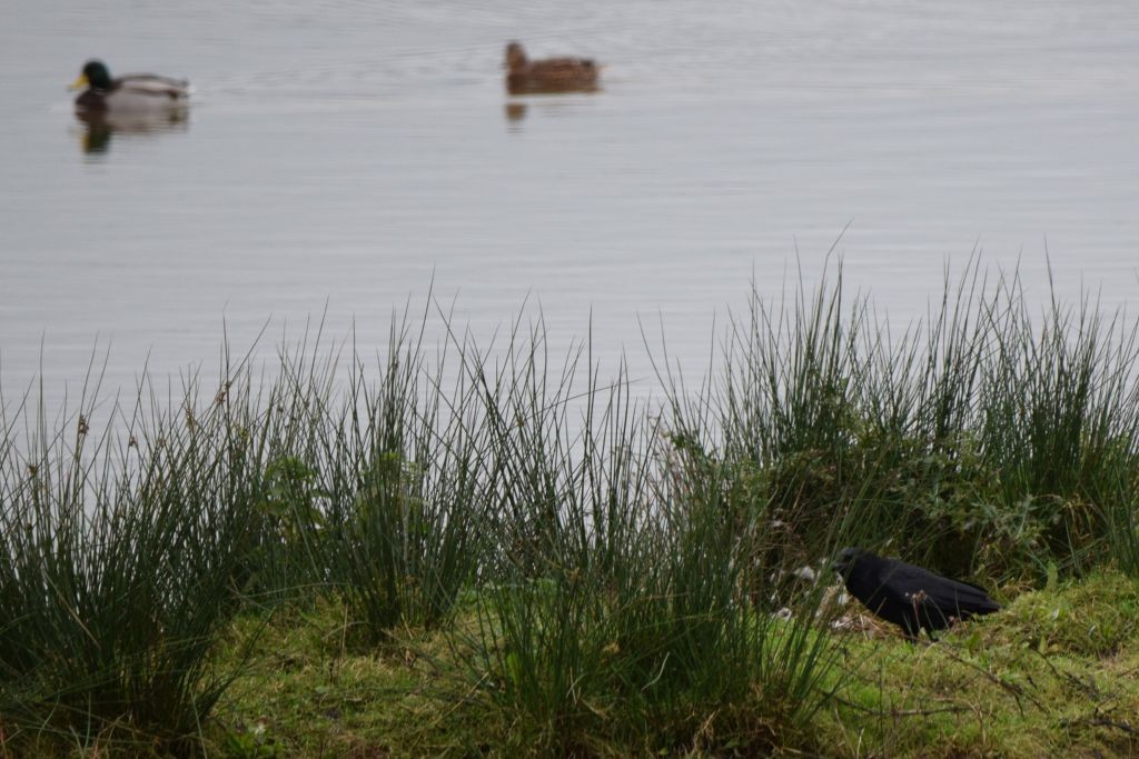 svartkråke - ML645331994