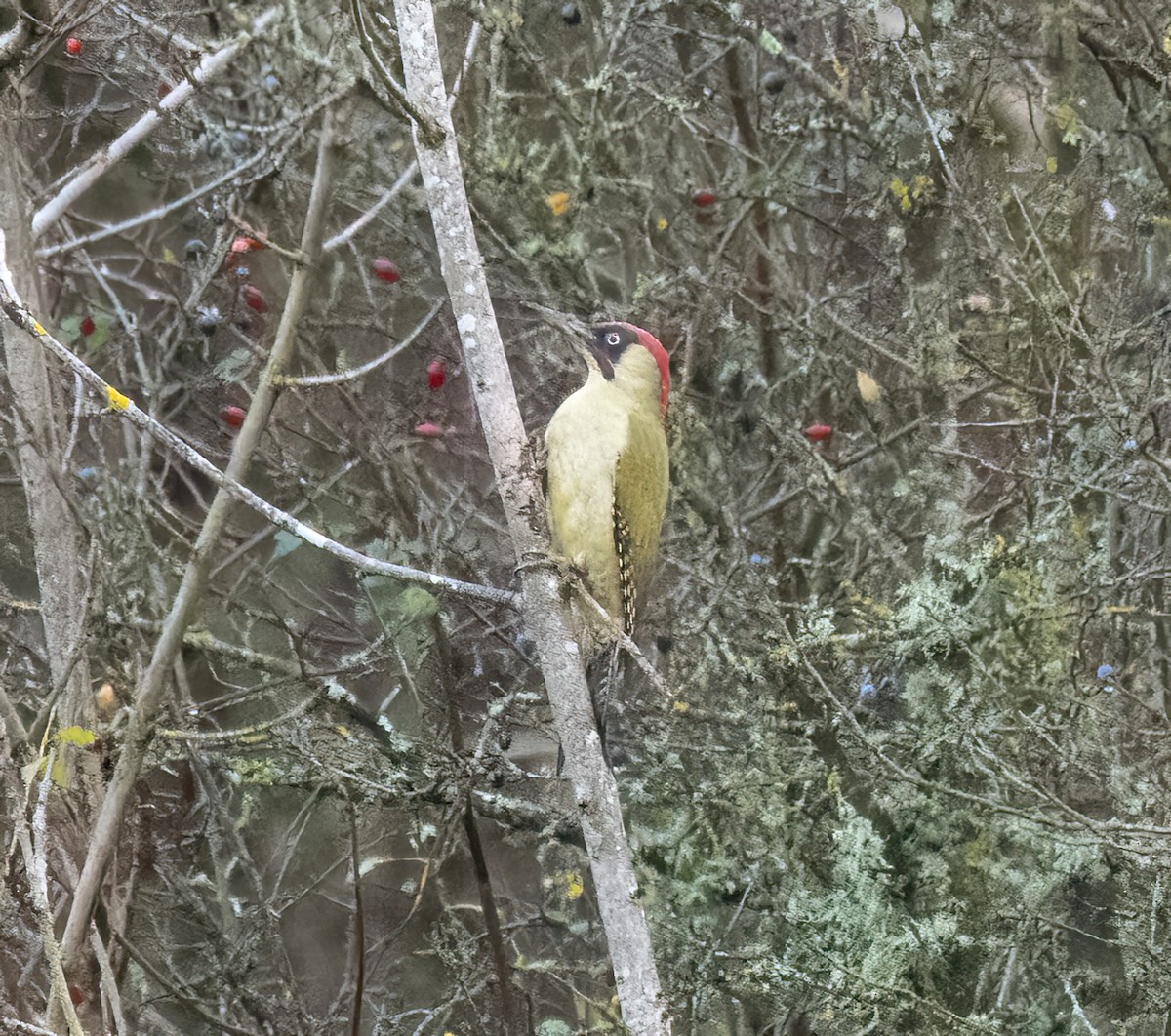 נקר ירוק - ML645331997