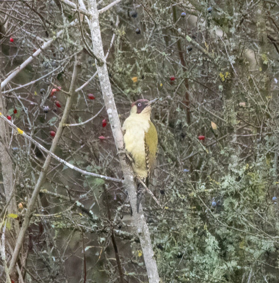 נקר ירוק - ML645331998