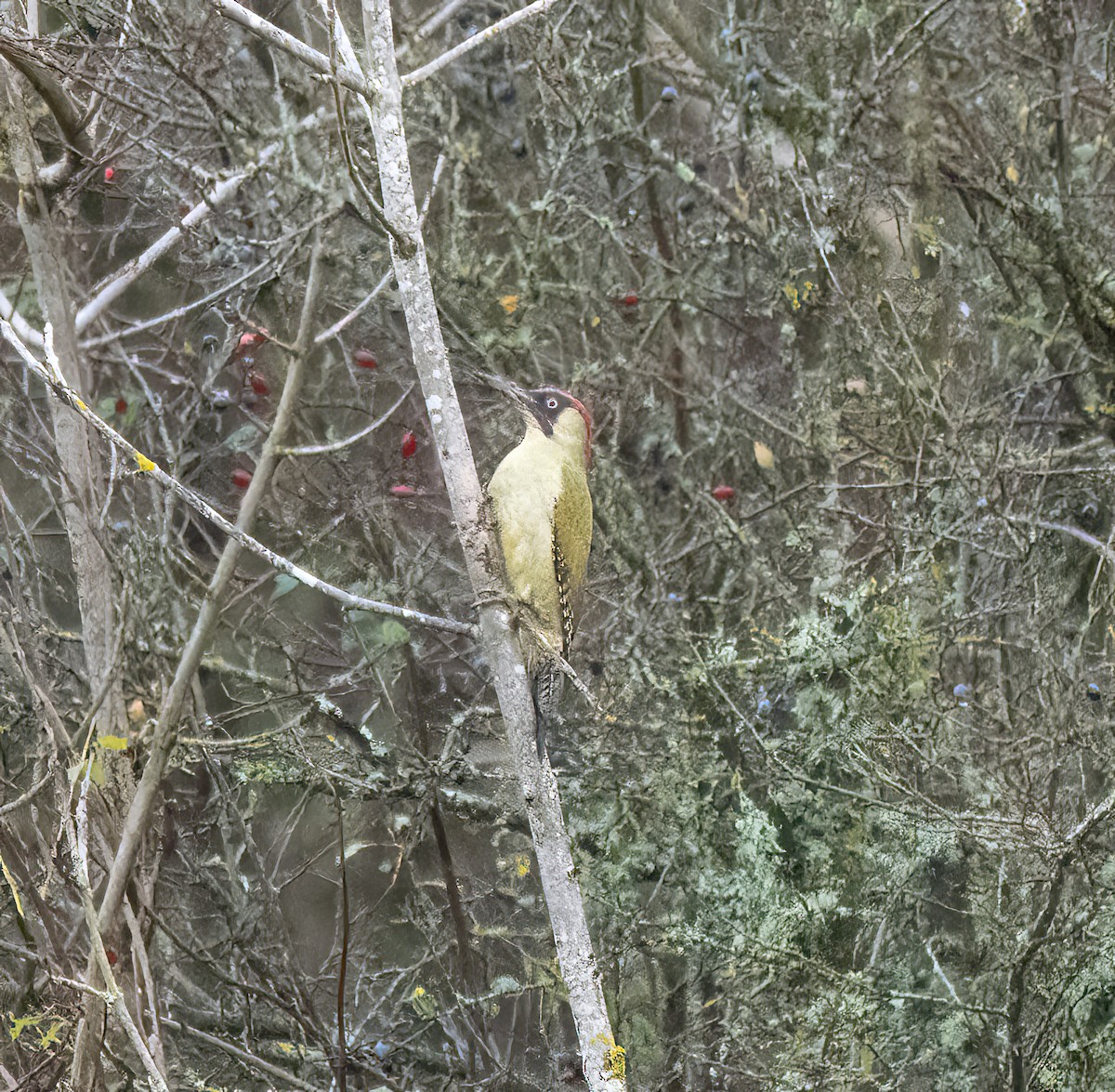 נקר ירוק - ML645331999