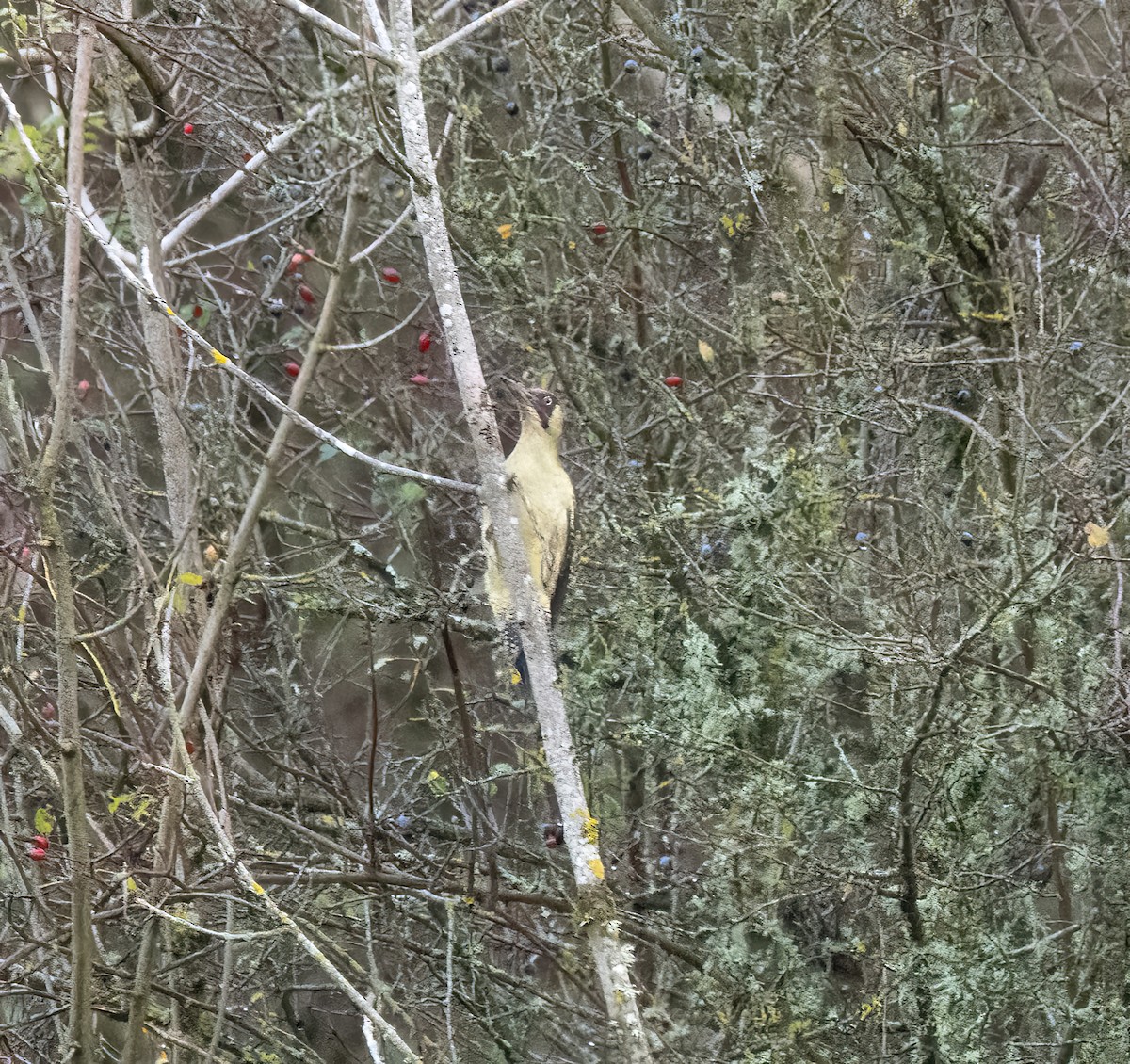 נקר ירוק - ML645332000