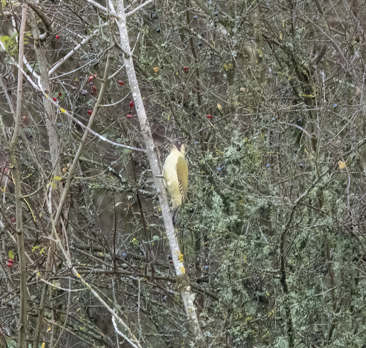 נקר ירוק - ML645332001