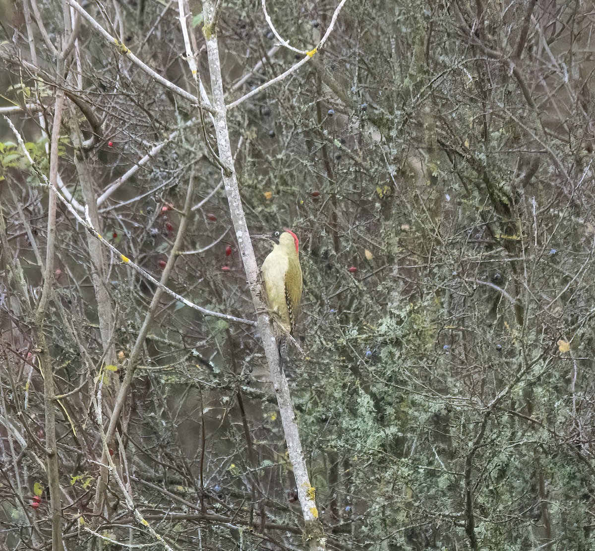 נקר ירוק - ML645332002