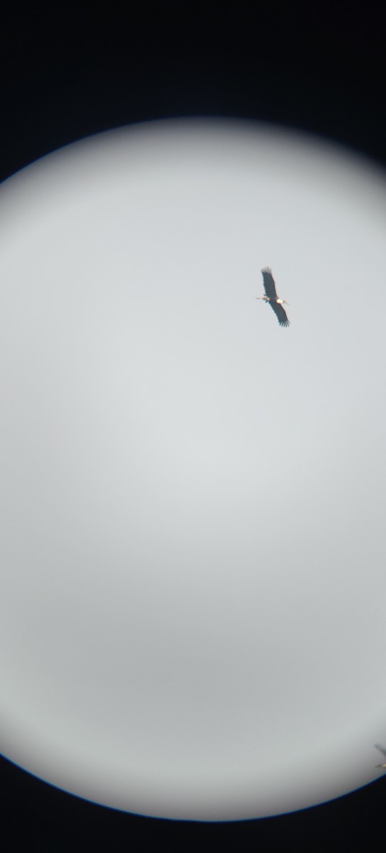 Asian Woolly-necked Stork - ML645332018