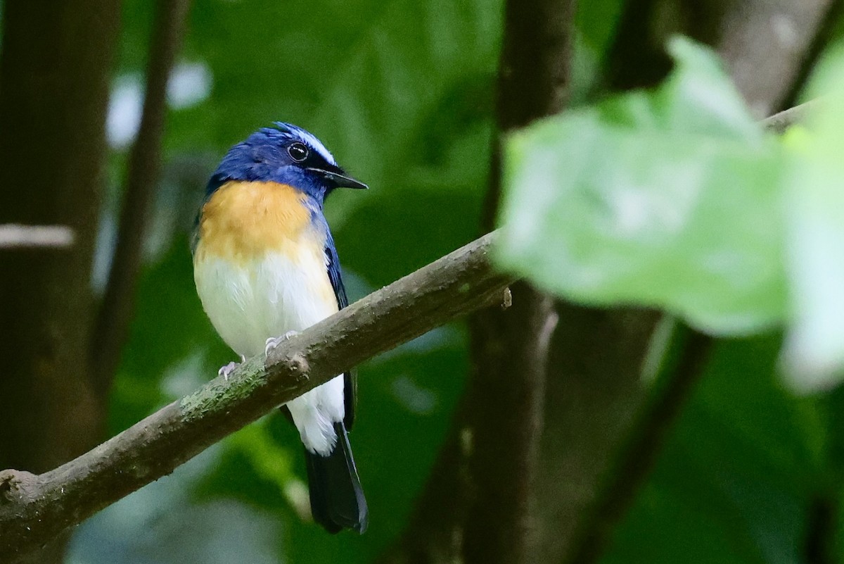 Blue-throated Flycatcher - ML645332024