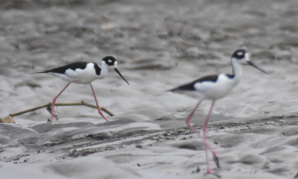 クロエリセイタカシギ - ML645332040