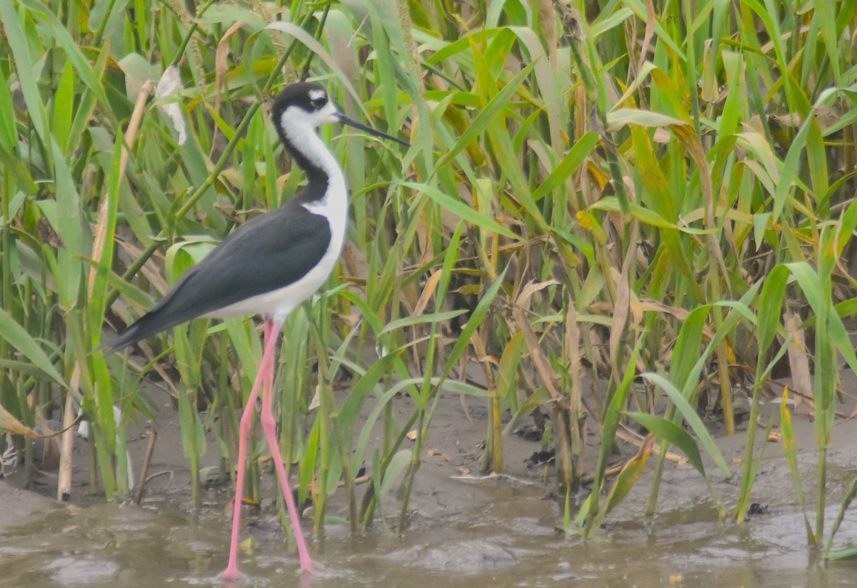 クロエリセイタカシギ - ML645332041