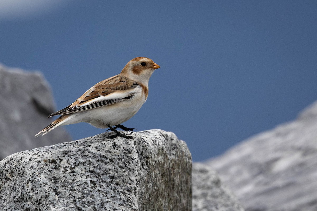 Snow Bunting - ML645332060