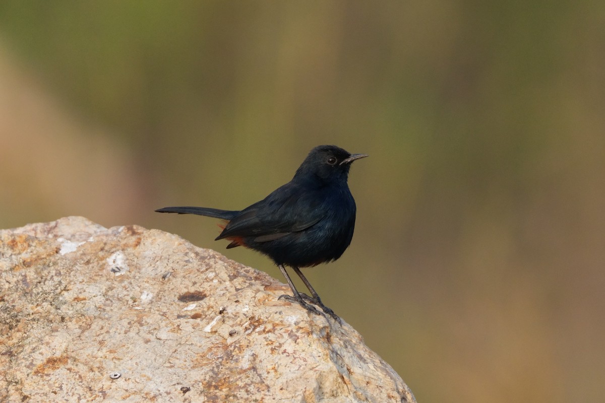 インドヒタキ - ML645332062