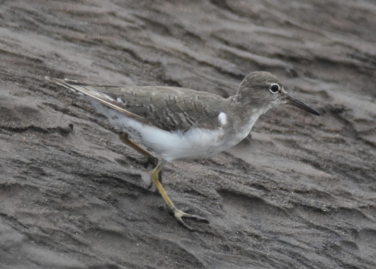 アメリカイソシギ - ML645332064