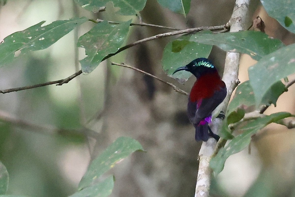 Crimson-backed Sunbird - ML645332073