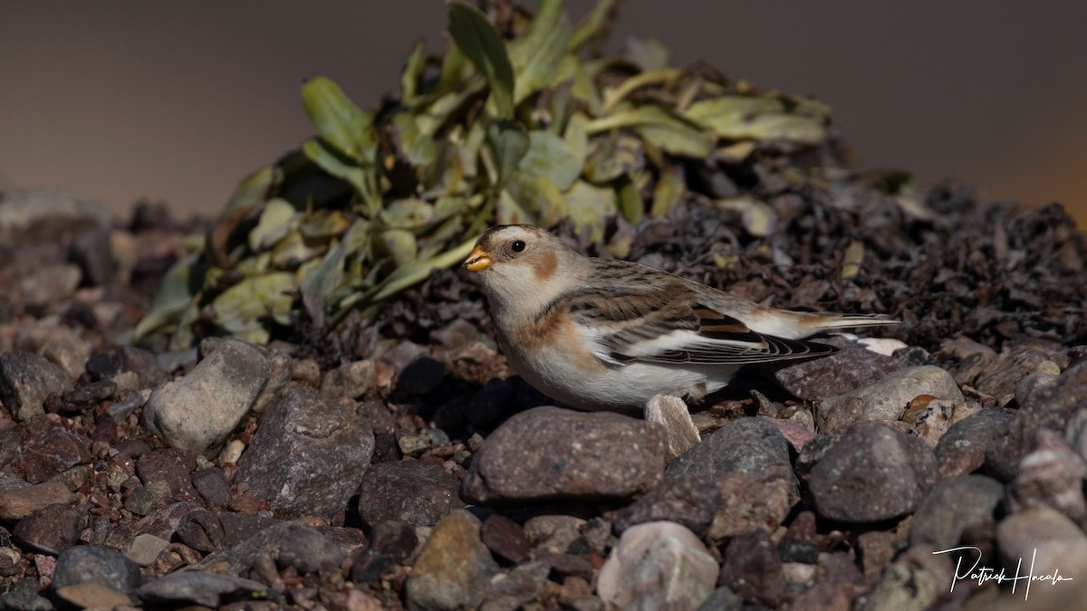 雪鵐 - ML645332097