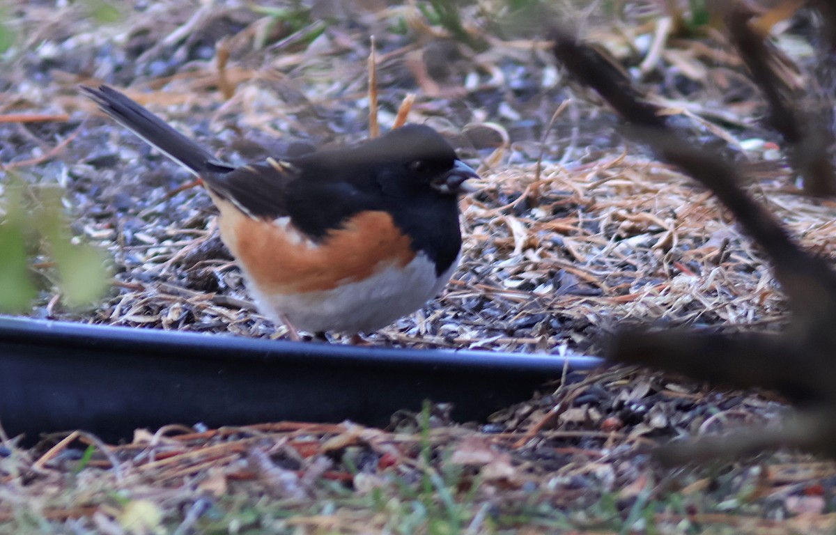 Eastern Towhee - ML645332104