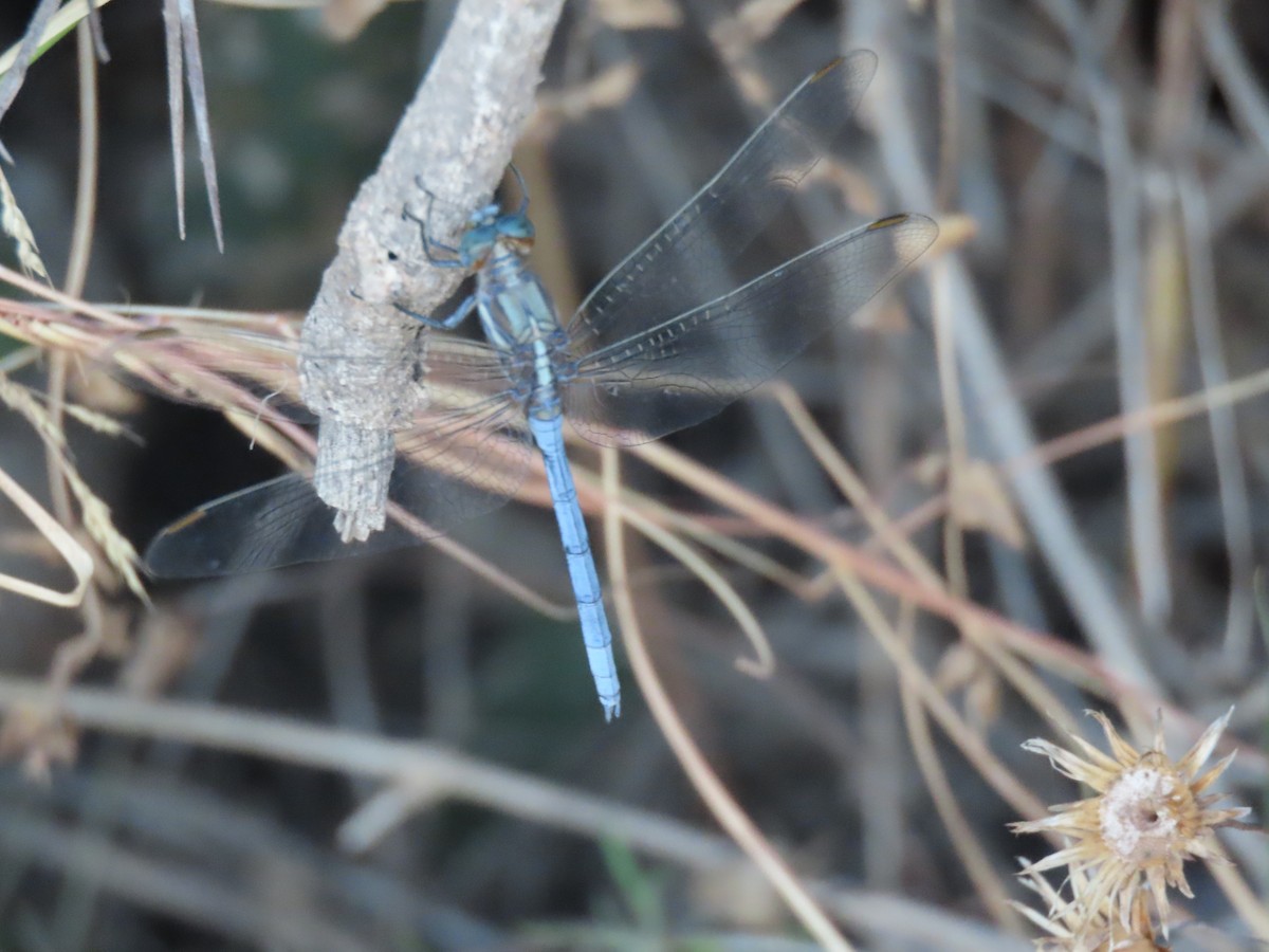 Epaulet Skimmer - ML645332126