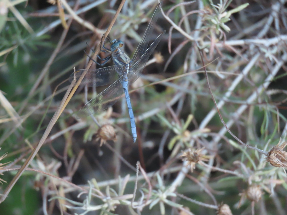 Epaulet Skimmer - ML645332127