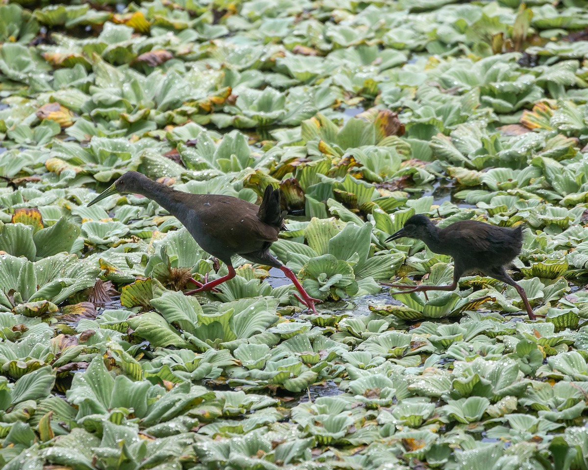 Пастушок світлогорлий - ML645332128