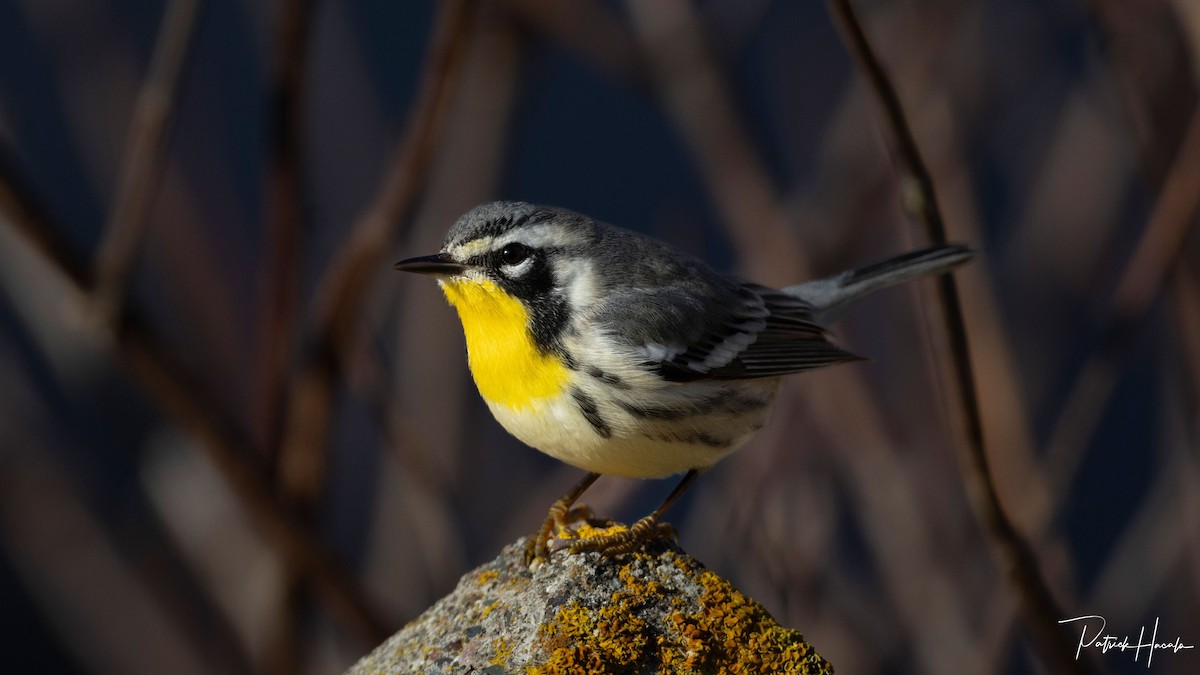 Yellow-throated Warbler - ML645332130