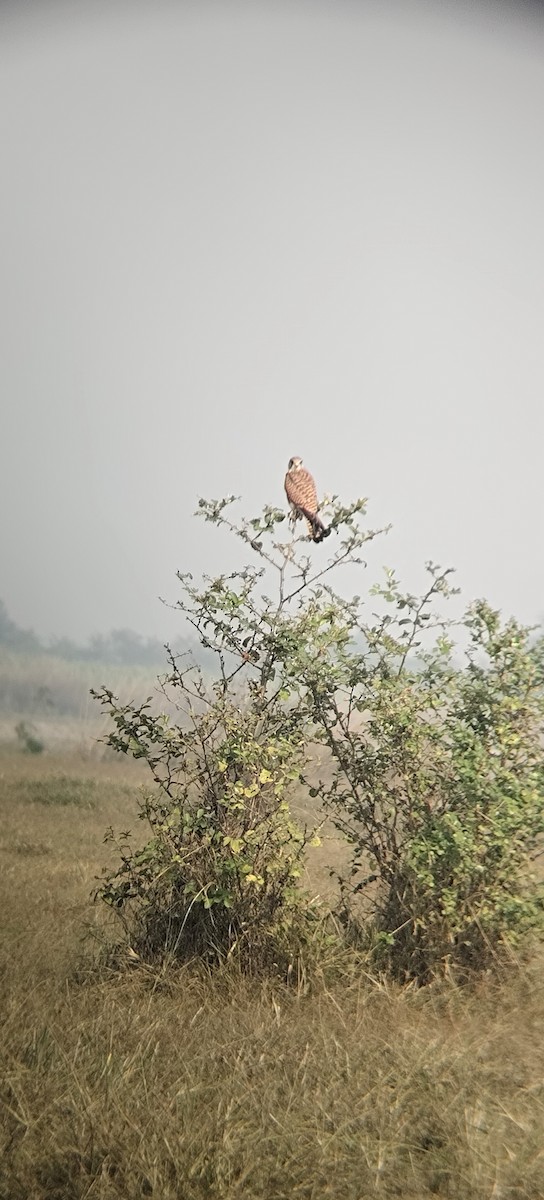 Eurasian Kestrel - ML645332131
