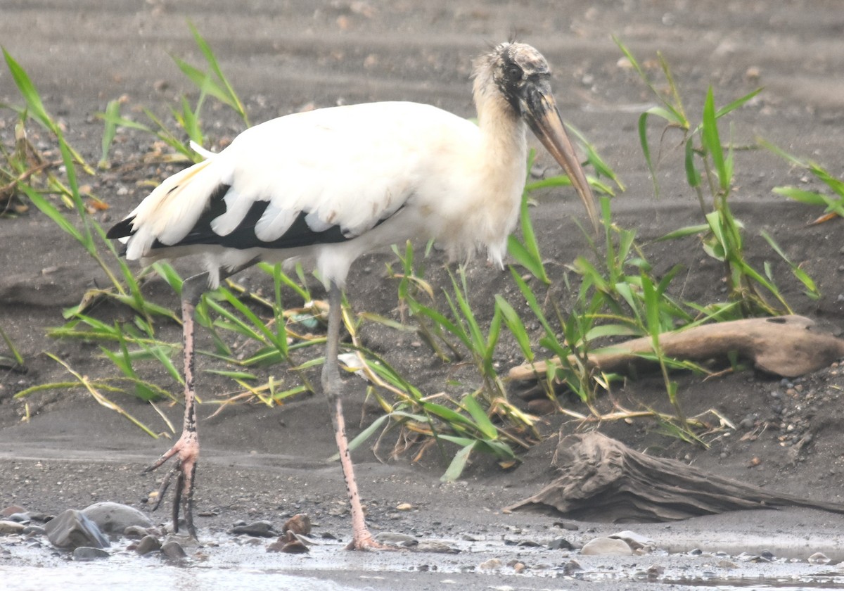 アメリカトキコウ - ML645332133