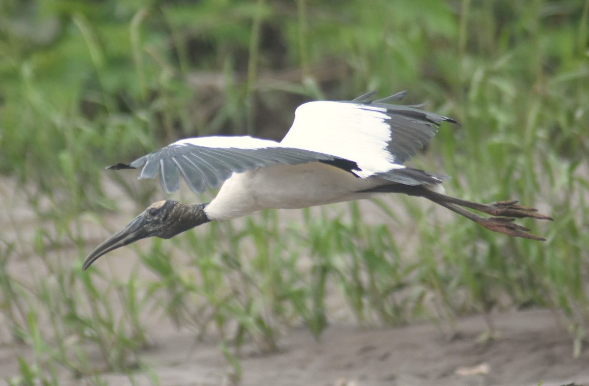 アメリカトキコウ - ML645332134