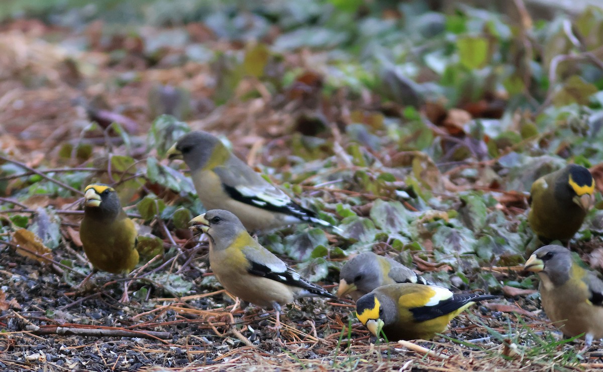 Evening Grosbeak - ML645332138
