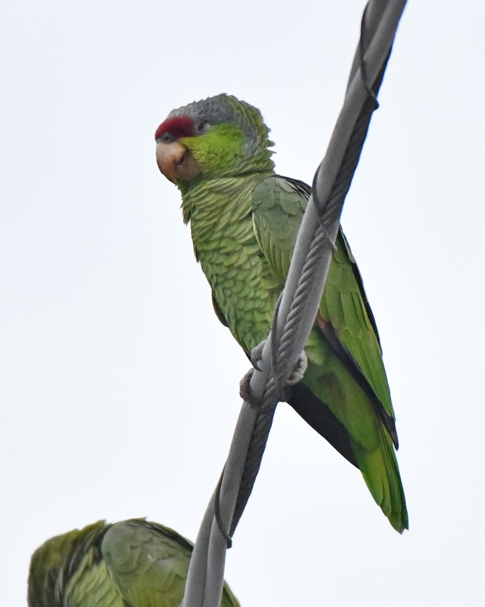 Lilac-crowned Amazon - ML645332143