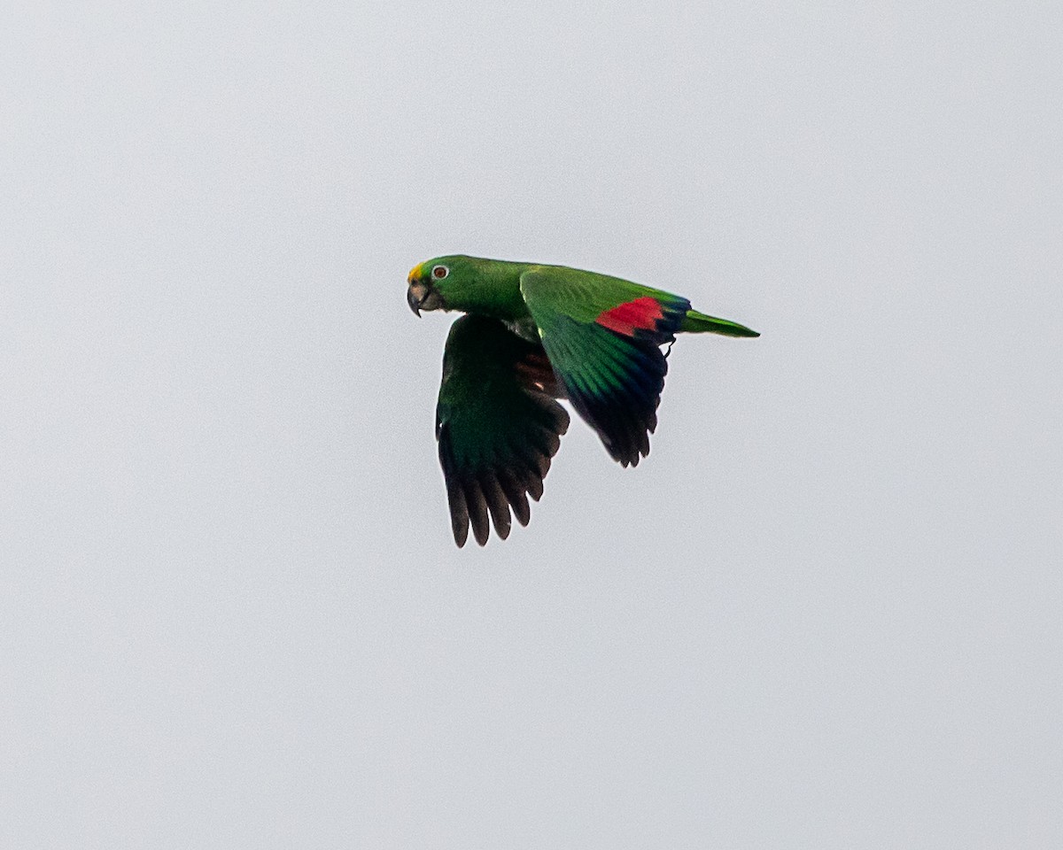 Yellow-crowned Amazon - ML645332144
