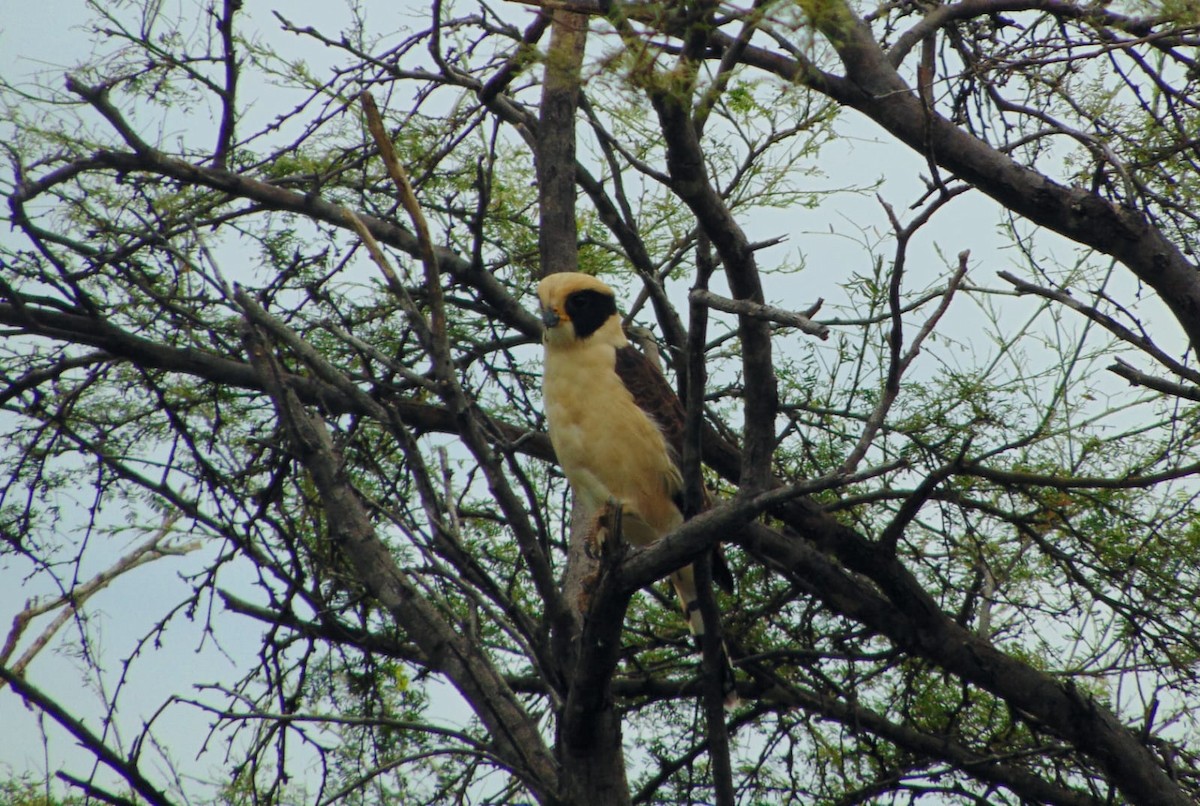 Laughing Falcon - ML645332145
