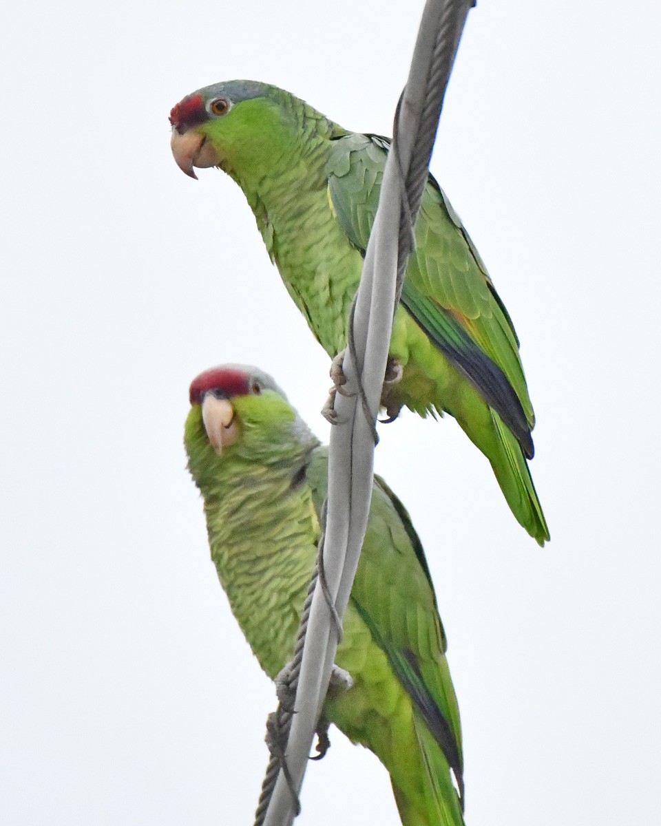 Lilac-crowned Amazon - ML645332154