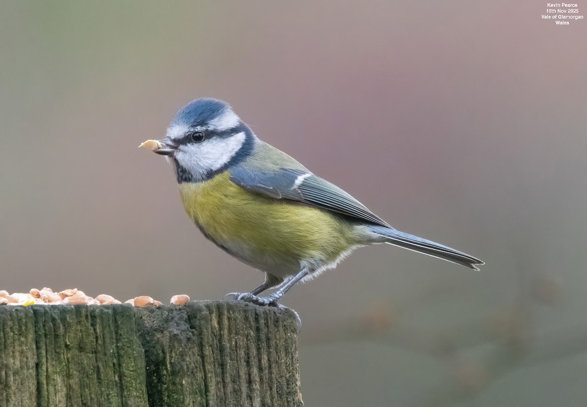 sýkora modřinka - ML645332155