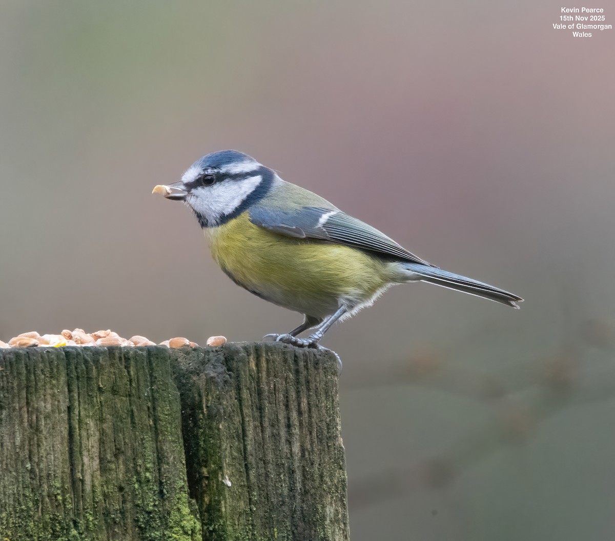 sýkora modřinka - ML645332156