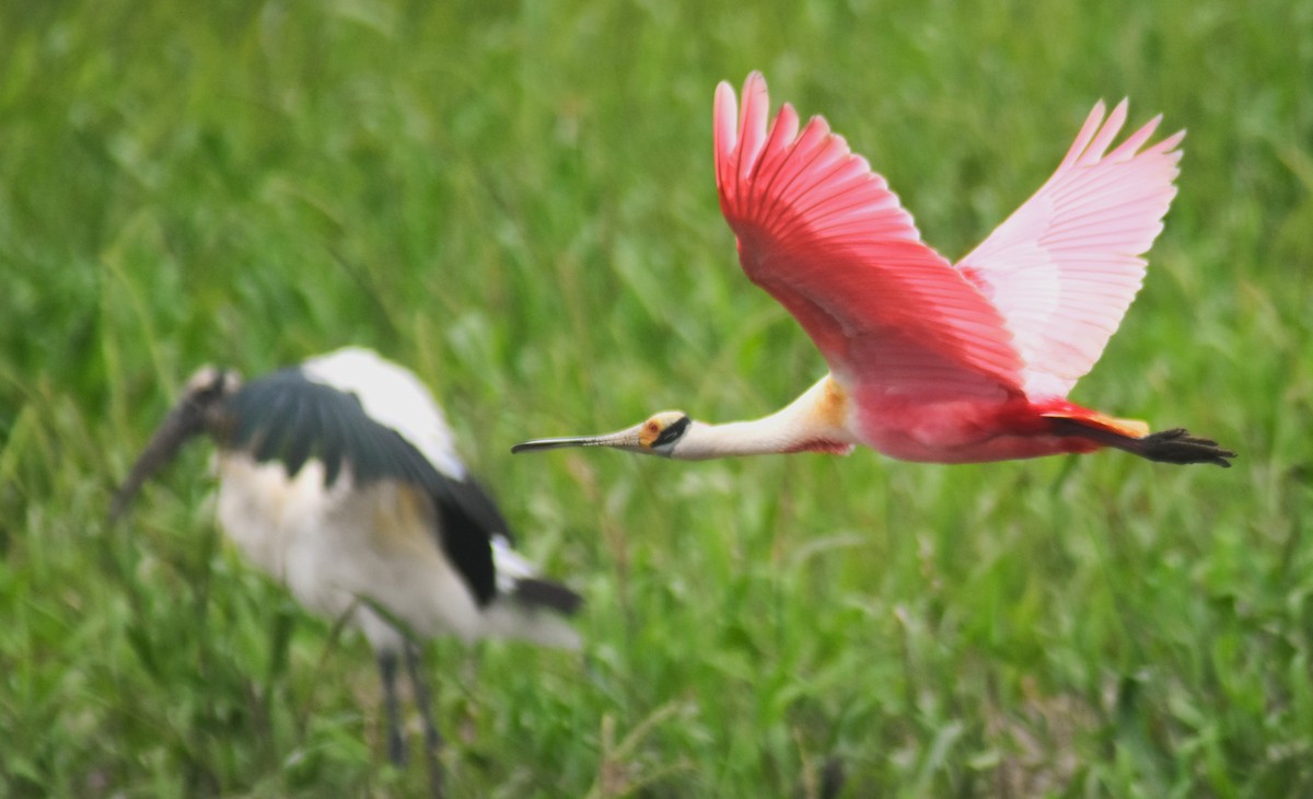 ベニヘラサギ - ML645332160