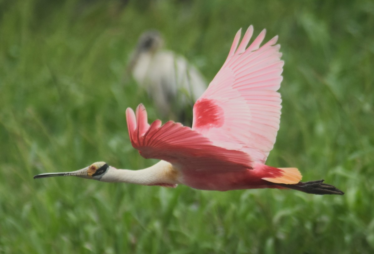 ベニヘラサギ - ML645332161