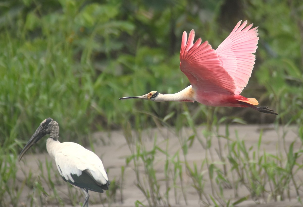 ベニヘラサギ - ML645332162