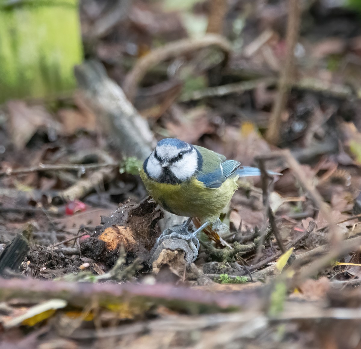 sýkora modřinka - ML645332163