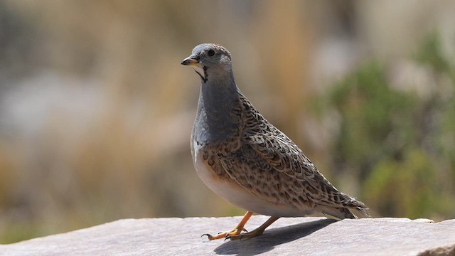 ノドジロヒバリチドリ - ML645332167