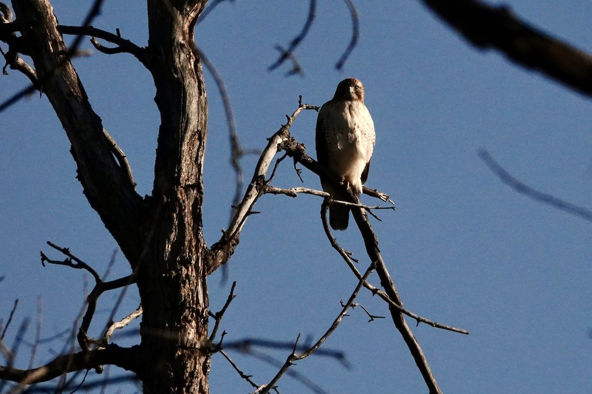 Buse à queue rousse - ML645332170