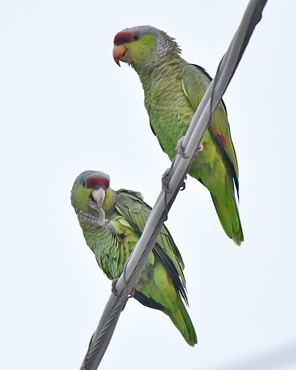 Lilac-crowned Amazon - ML645332177