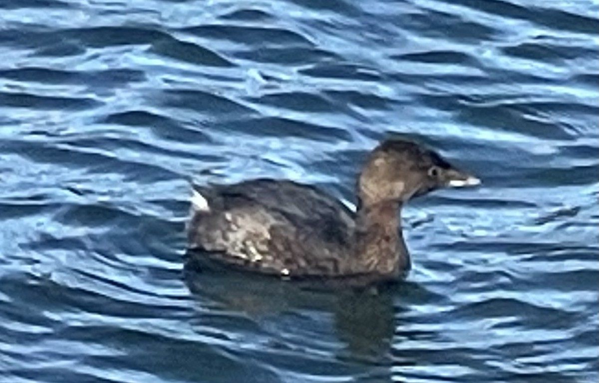 Pied-billed Grebe - ML645332181