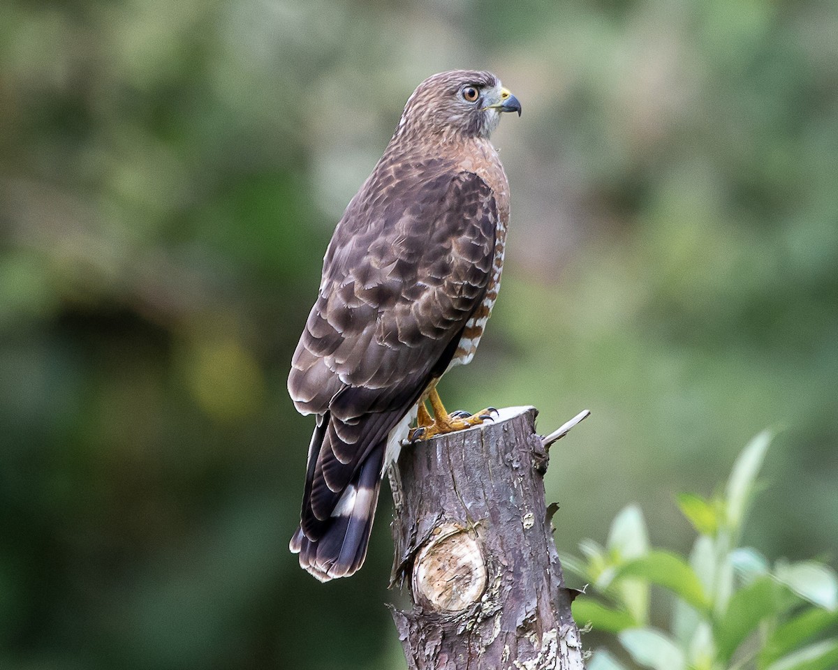 Канюк ширококрилий - ML645332182