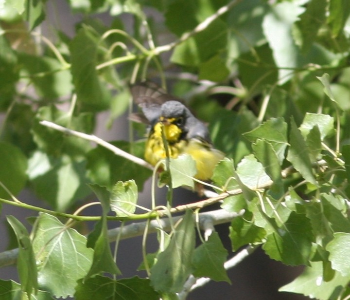 Canada Warbler - ML645332186