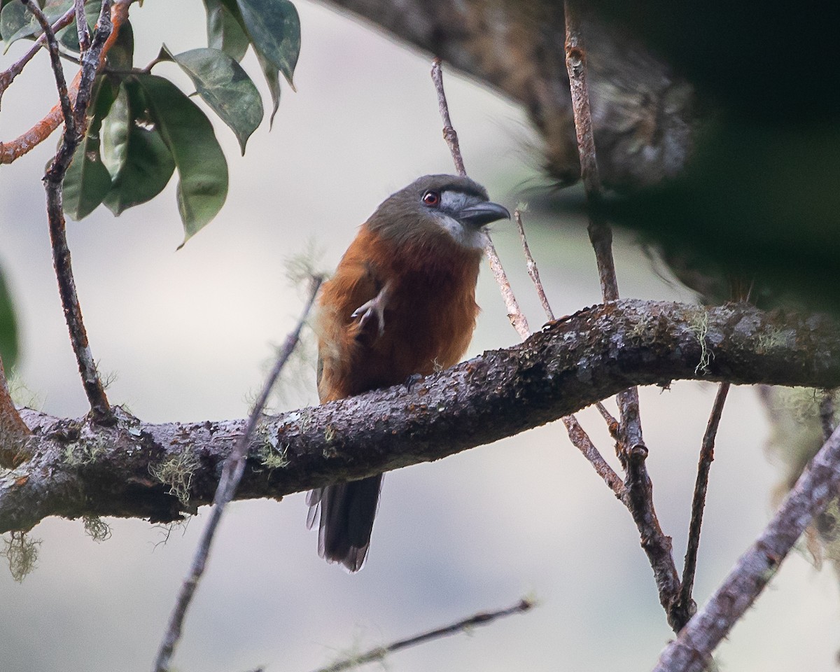 White-faced Nunbird - ML645332193