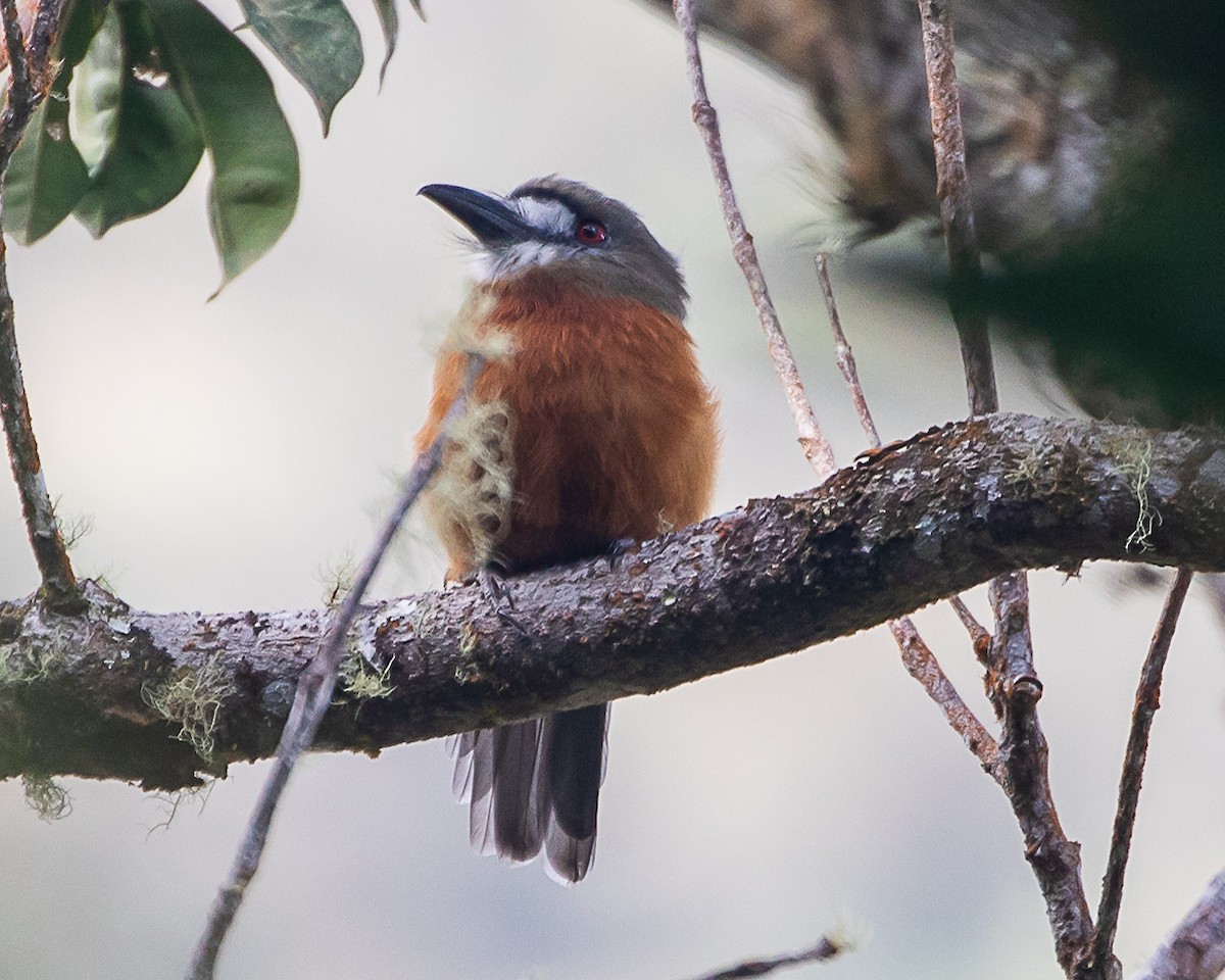 White-faced Nunbird - ML645332194