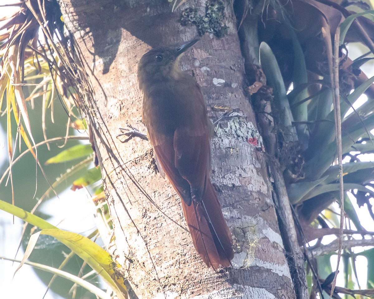 Strong-billed Woodcreeper - ML645332199