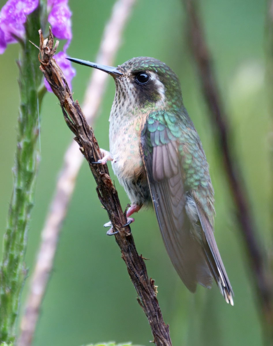 Speckled Hummingbird - ML645332203